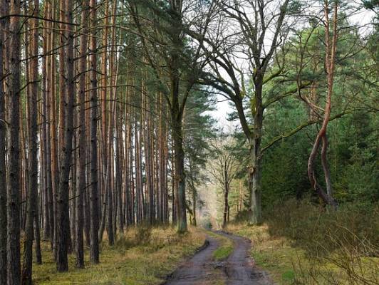 Waldumbau Ein matschiger Weg durch einen Wald
